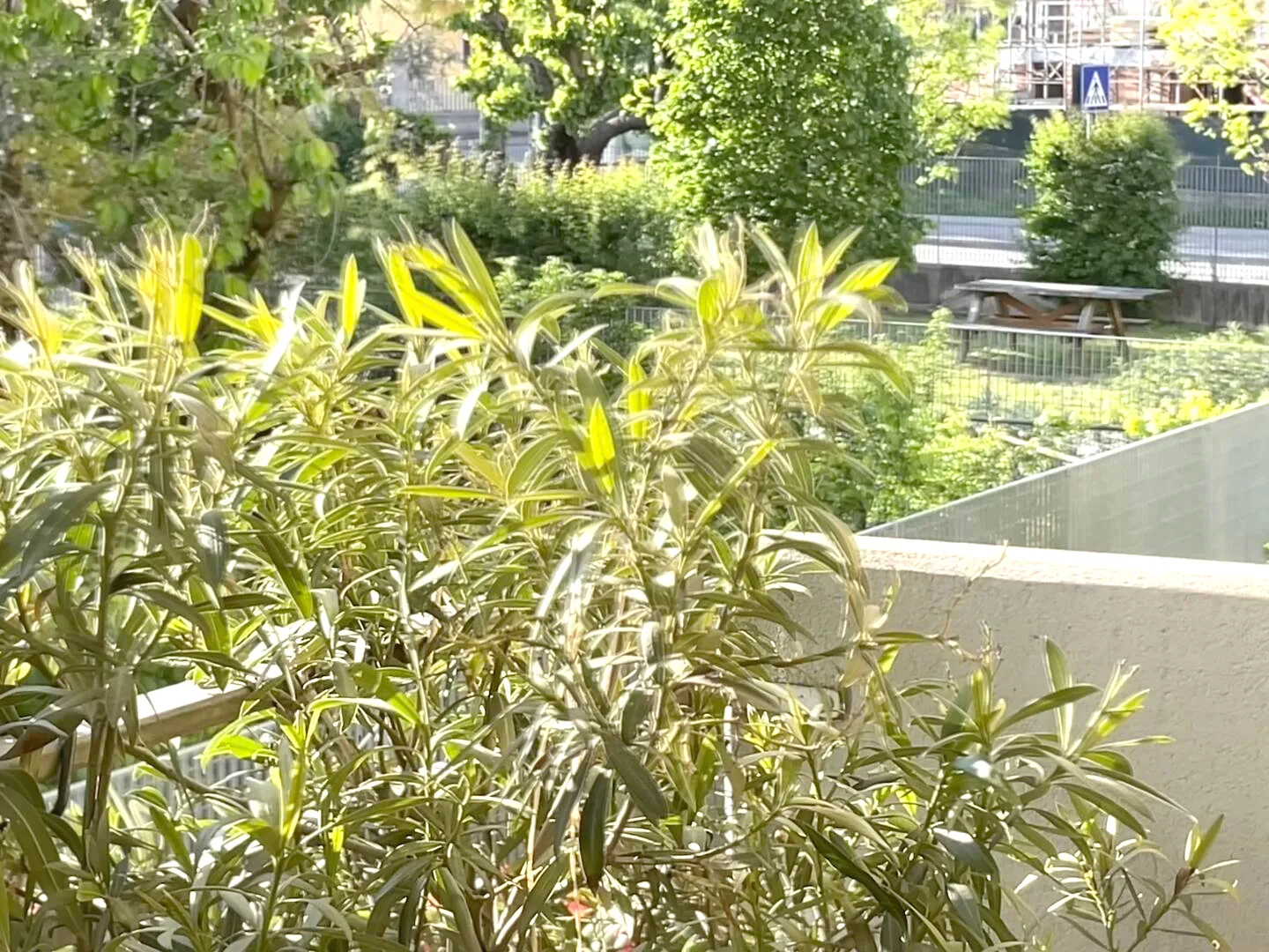 Greenery that protects and connects: the view from Suite Verona combines privacy and proximity to livable public spaces.