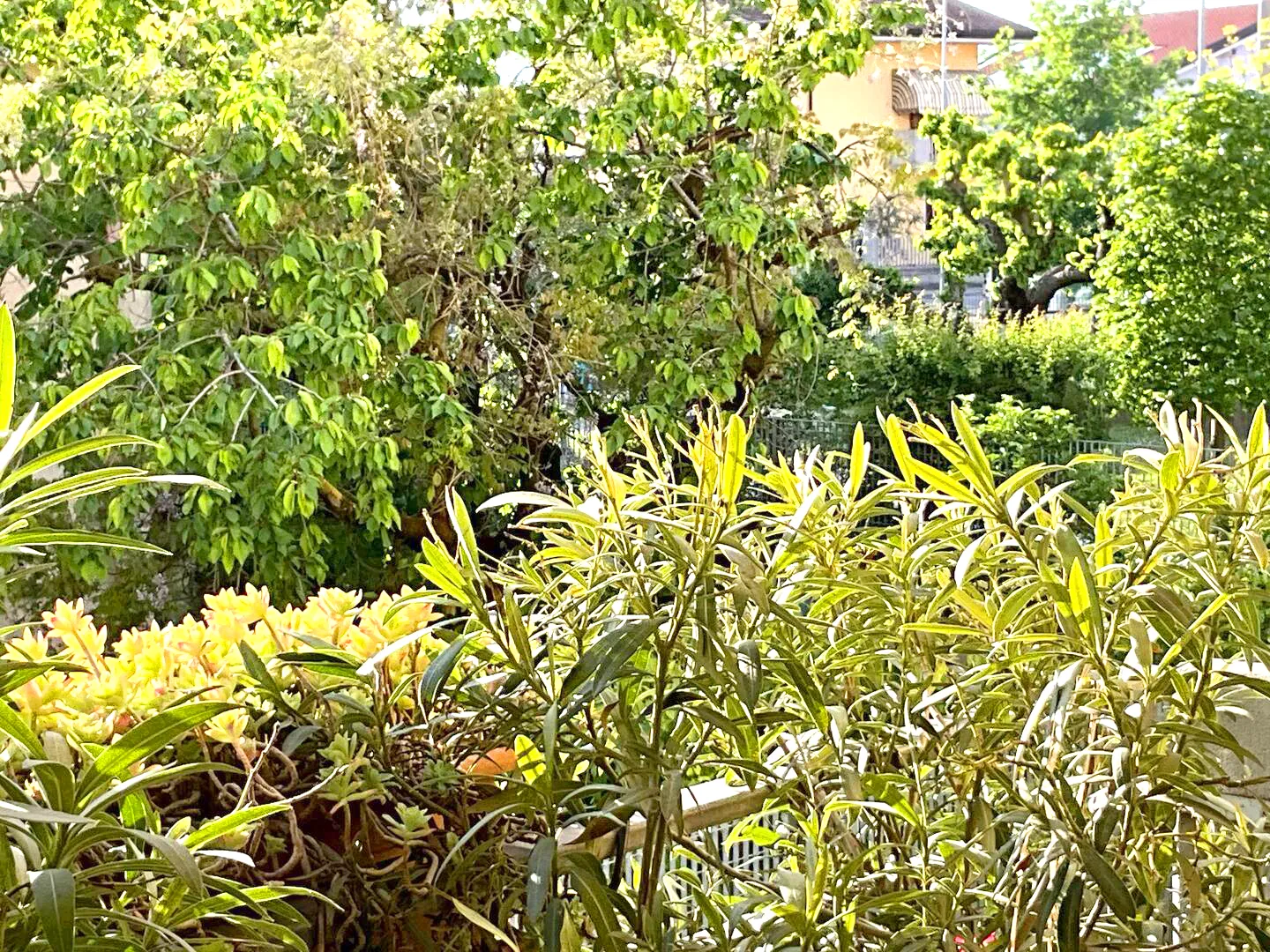 Immersed in greenery, protected by privacy: the terrace of Suite Verona offers a breath of fresh air every day.